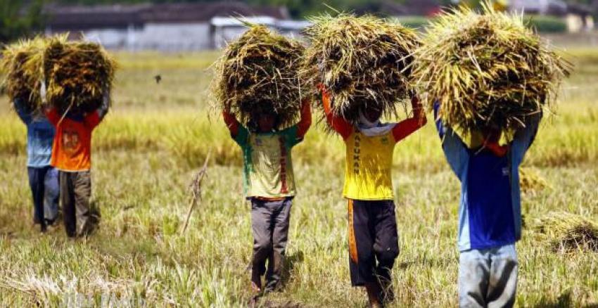 24beras-petani-bulog.jpg