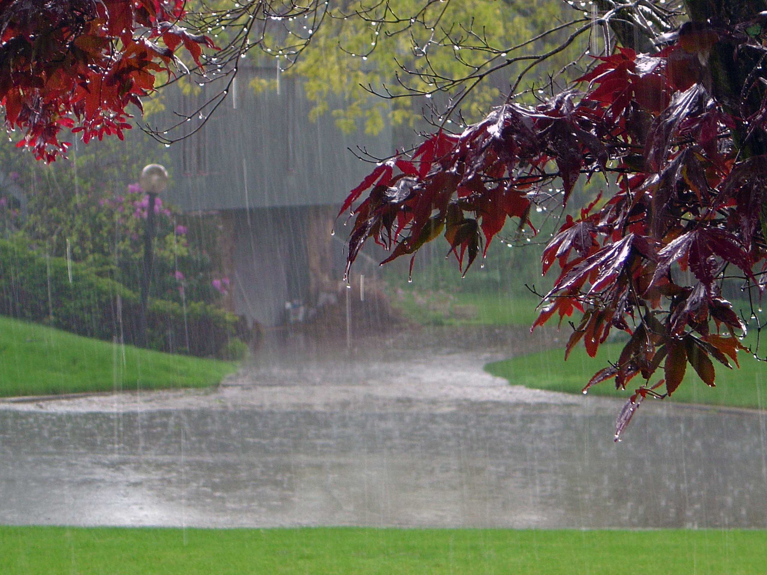 45rain-in-park.jpg